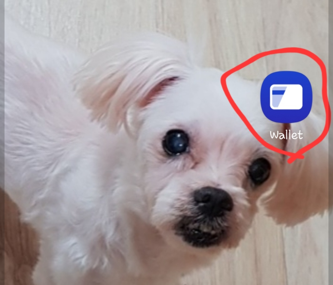 삼성 Wallet