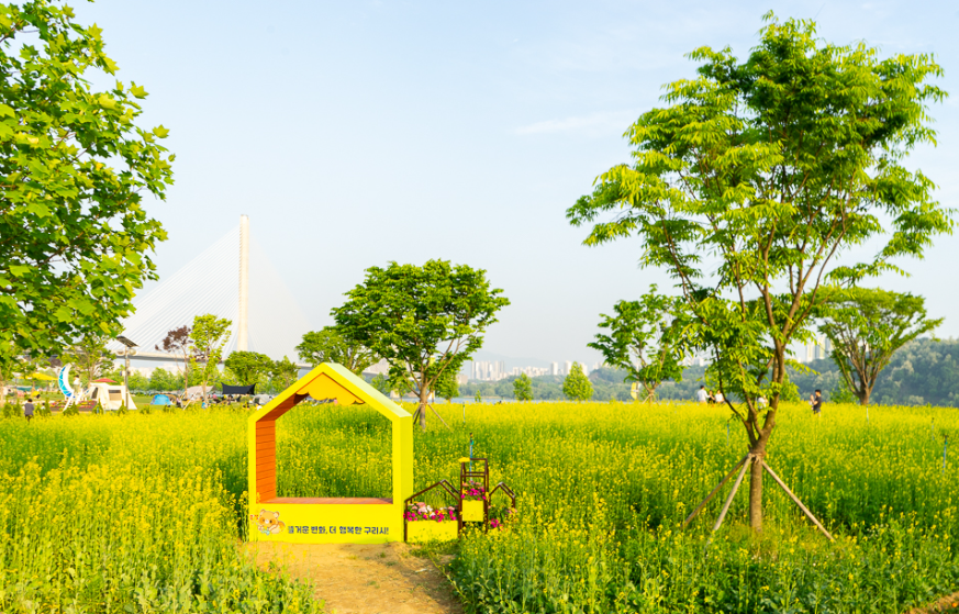 구리 유채꽃
