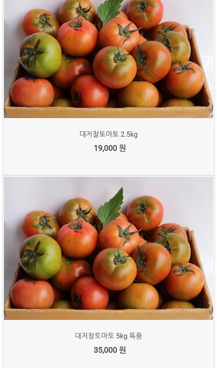 6시내고향-대저토마토-우리토마토농장