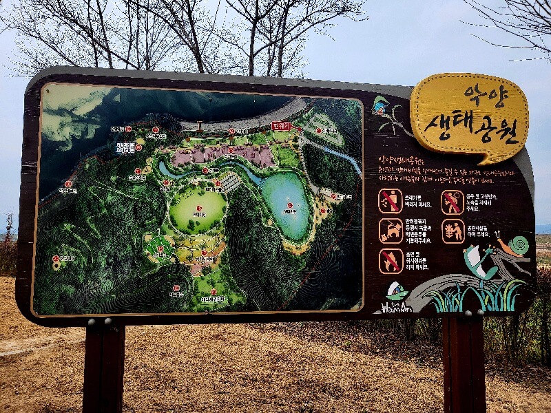 함안 악양생태공원 핑크뮬리