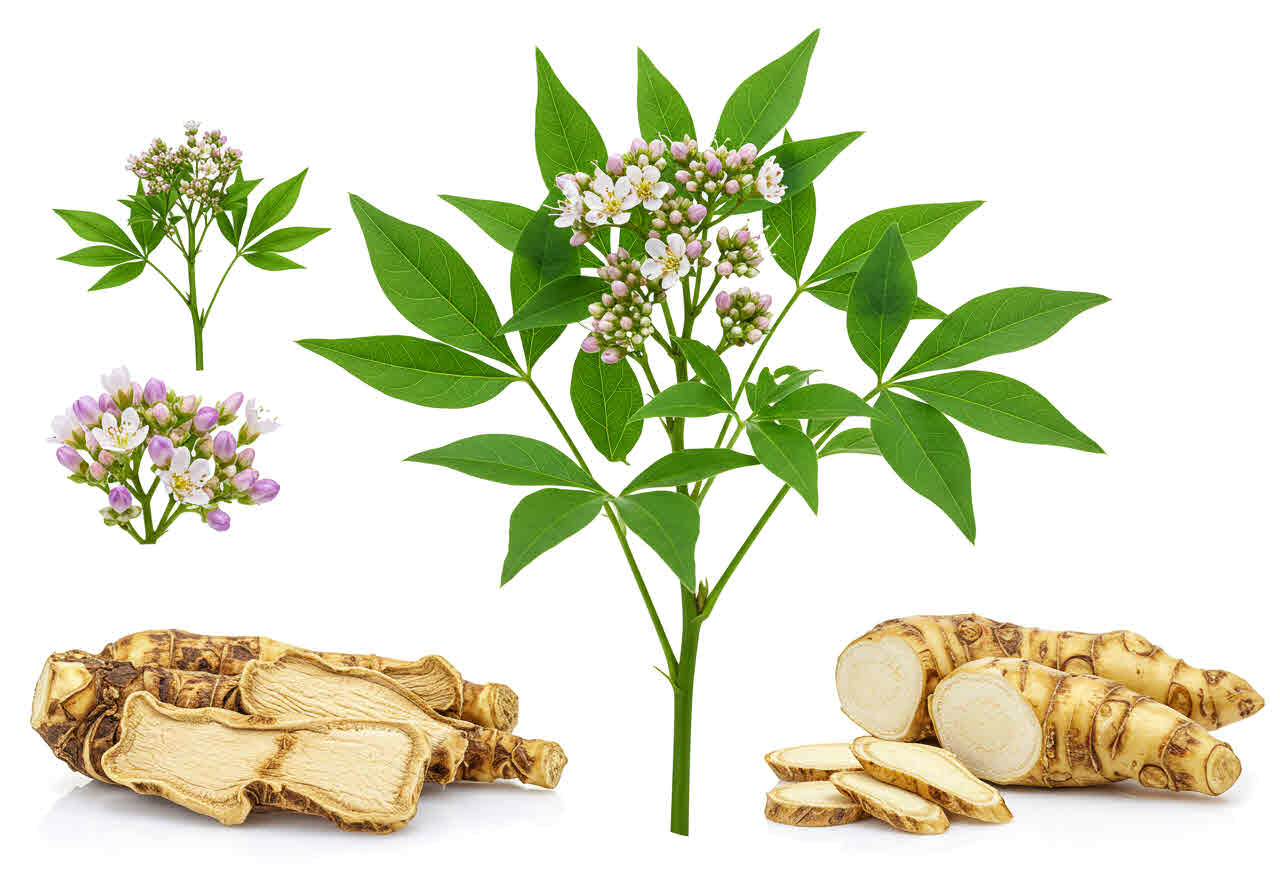 백출의 효능과 부작용 소화·면역력 강화에 좋은 한방 약초