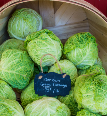 양배추 효능과 부작용 칼로리