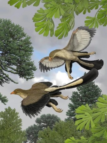 아르카이옵테릭스(Archaeopteryx)깃털을 가진 공룡과 조류의 중간단계로 하늘에서 나무사이로 날으는 모습