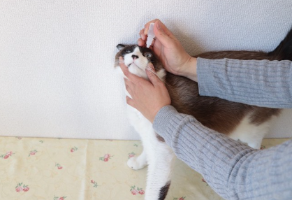 주인에게 안약을 맞고 있는 고양이.