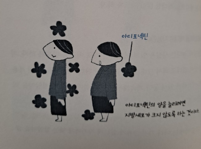 아디포넥탄