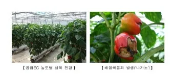 파프리카 재배 모종 선택 하우스 관리 착색 높이는법_12