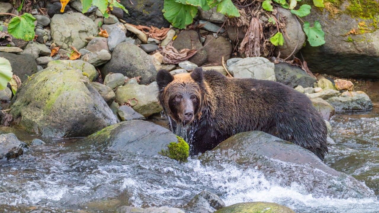 곰을 바라보는 시선, 바뀌어야 할 문화 인식의 전환