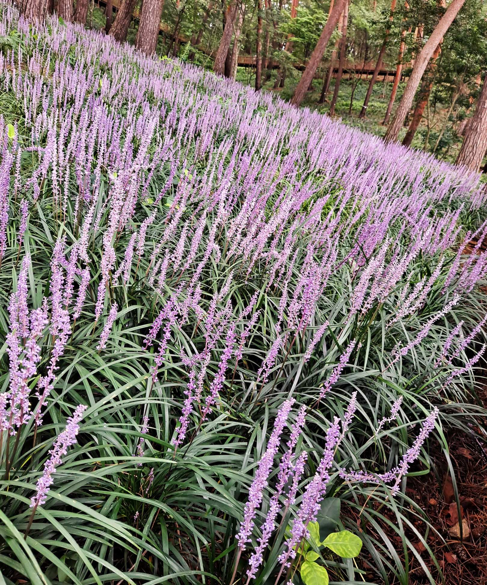 휴양림 라벤더 만발