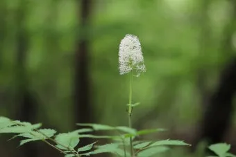 5월의 야생화 백화등 소리쟁이 낮달맞이꽃 알프스민들레_5