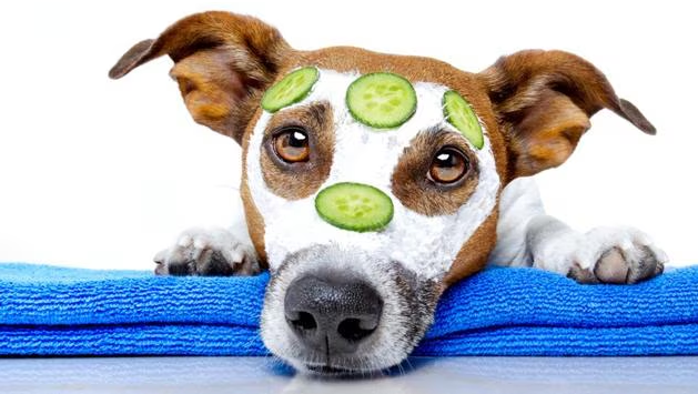 여름철 강아지의 피부 관리 이미지