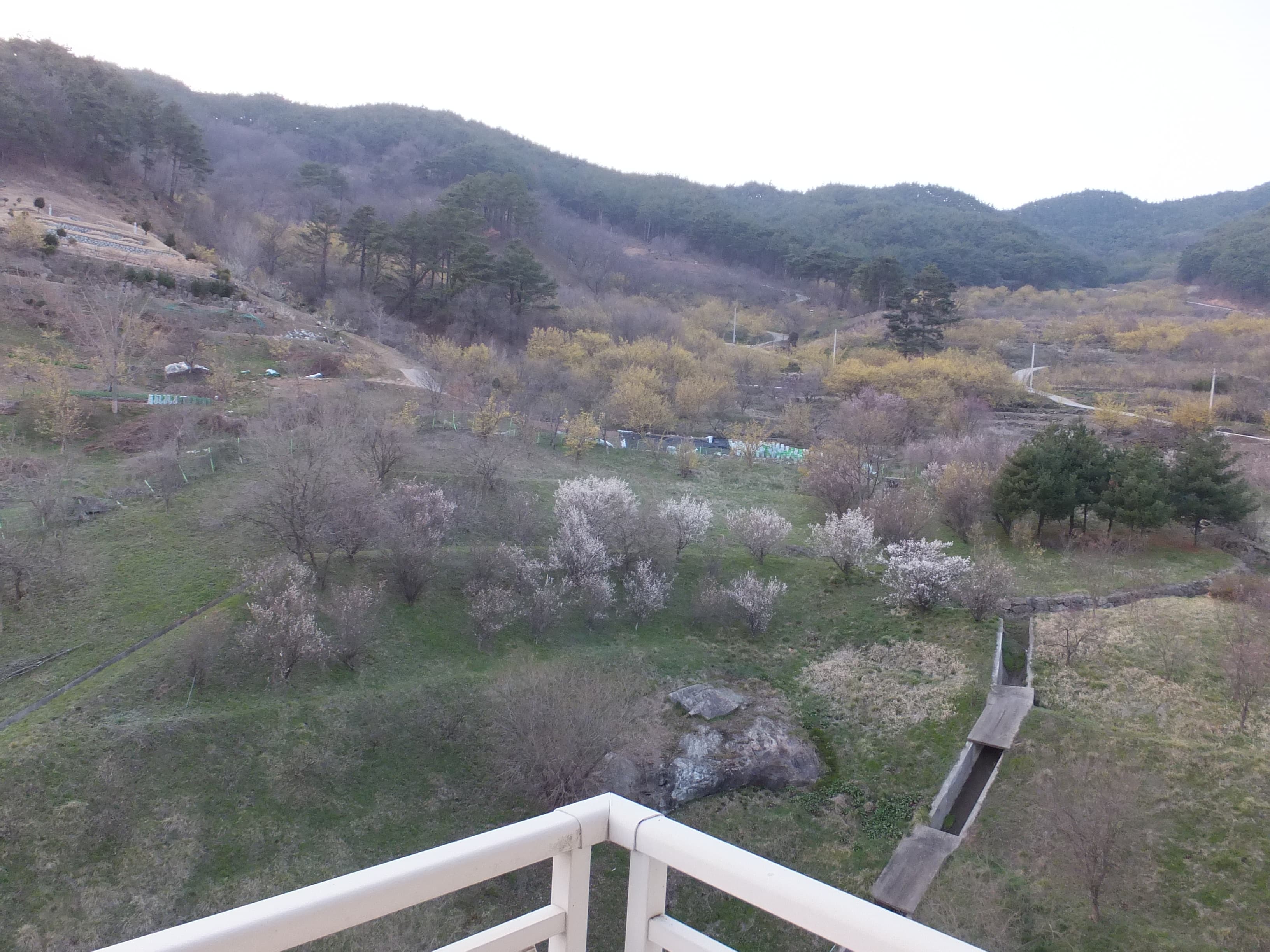 더케이 지리산가족호텔 객실에서 바라본 산수유가 만발한 풍경