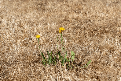 무더운 여름 인사말