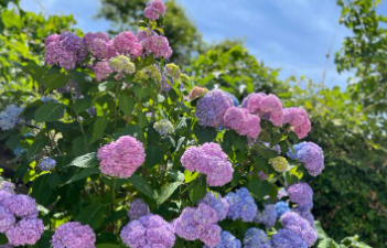 2025 울산 장생포 수국축제
