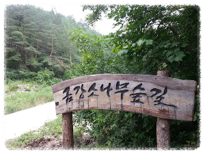 울진금강소나무숲길