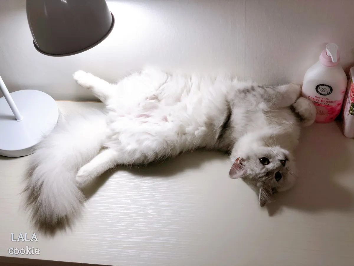 고양이가-놀아달라고-하는-신호-배를-보이고-누워-있는-고양이