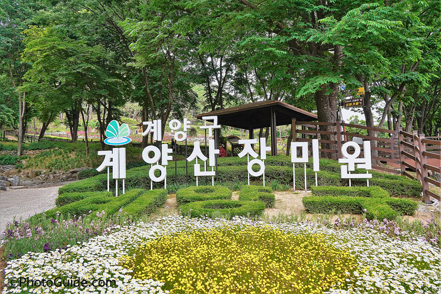 계양산장미원