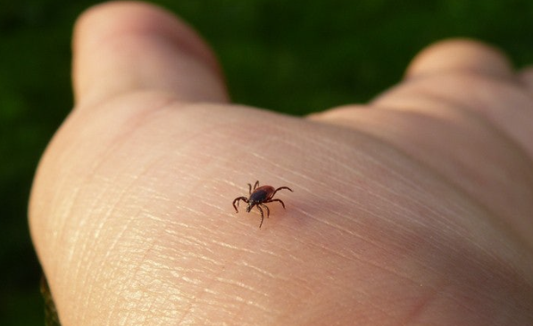 살인진드기 증상, 여름철 주의보!