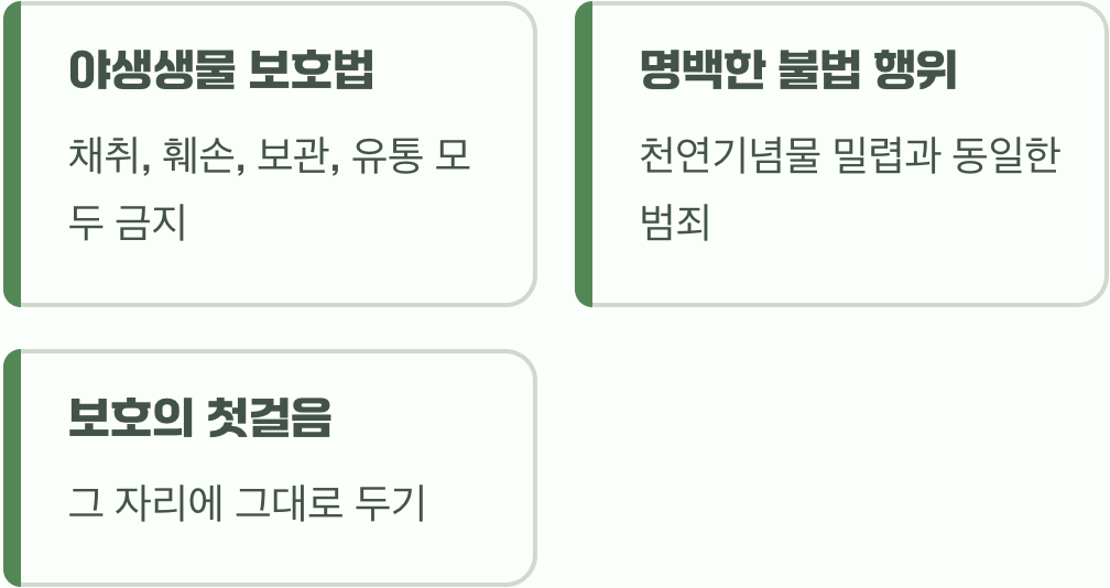 집으로 가져오는 순간, '불법'입니다