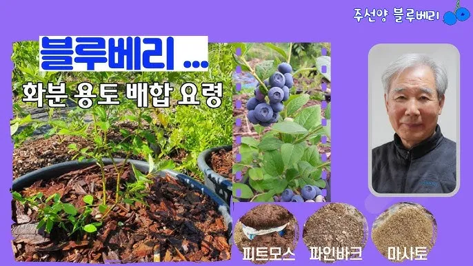 마사토 배합 비율 배수력개선 분갈이기본 시니어도 쉽게_5