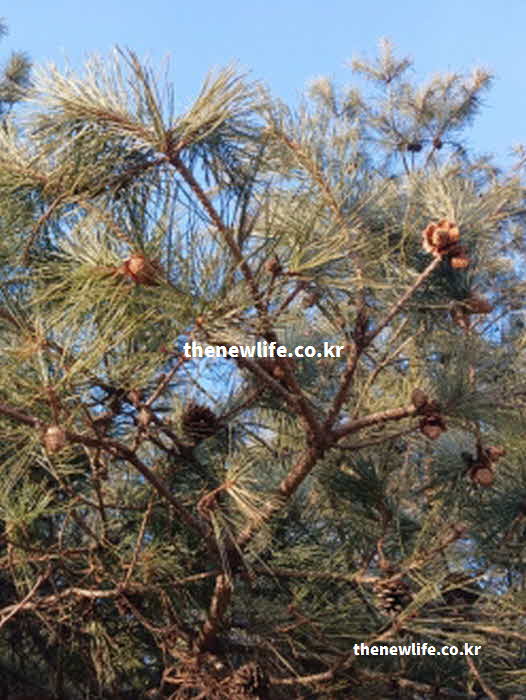 솔잎 효능 항산화 비타민C 베타카로틴