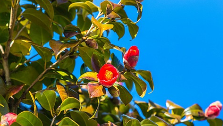 서천 동백꽃 주꾸미축제