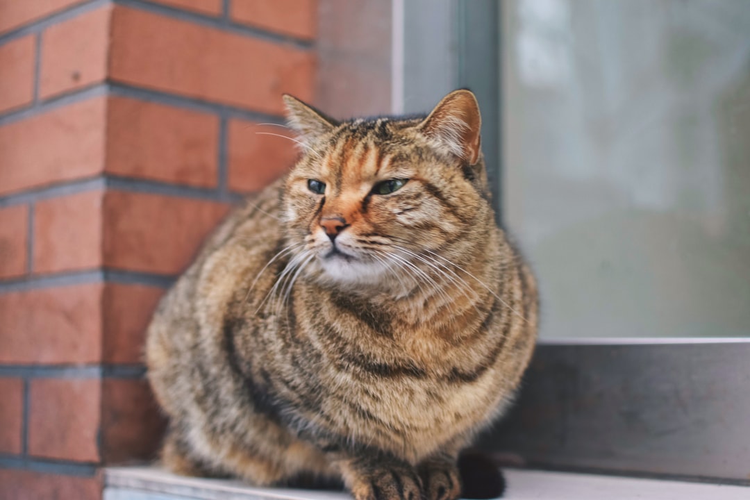 Visceral fat