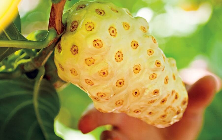 노니 효능 부작용 분말 복용법 55