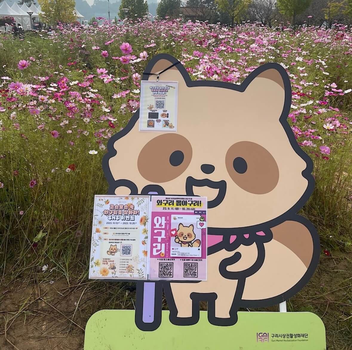 구리 코스모스축제