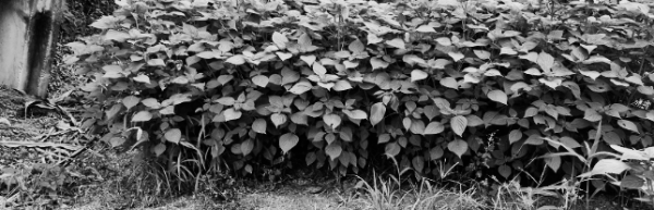 포기 간격: 30cm