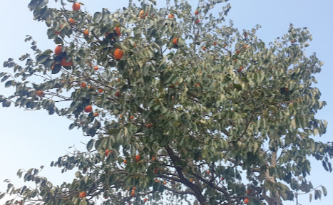 주황색의 큰 감들이 주렁주렁 달려있는 모습