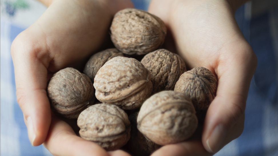 식물성 멜라토닌 호두
