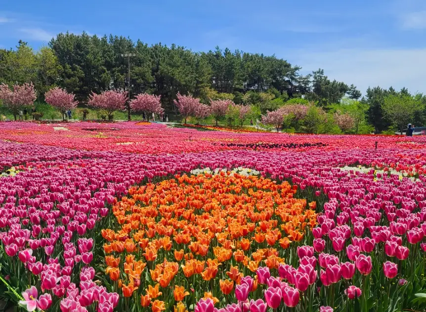 태안 튤립축제 일정, 개화시기