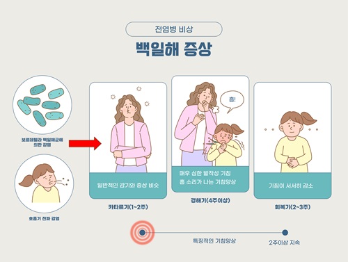 성인 백일해 예방접종 가격 (비급여)