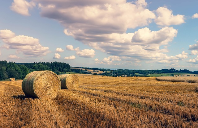 백중날 2025, 의미와 전통 풍습 알아보기