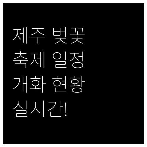 제주 벚꽃 축제 일정과 실시간 개화 ..