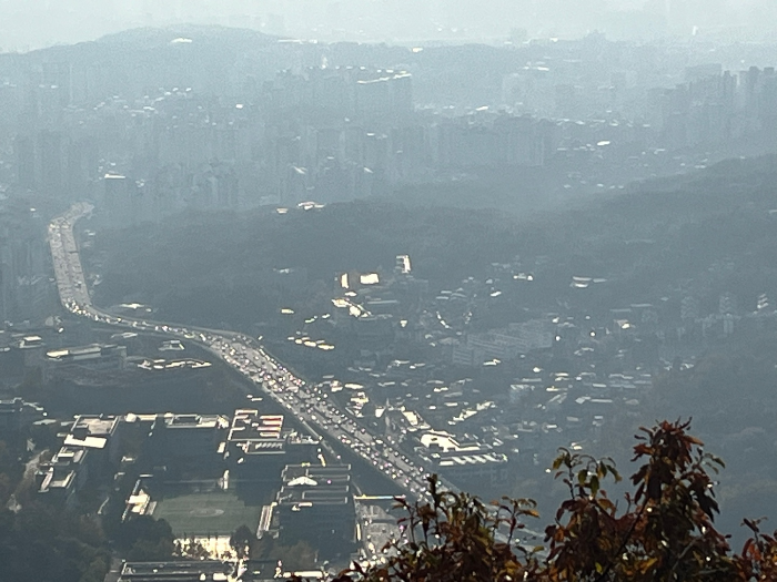 개미들의 모습