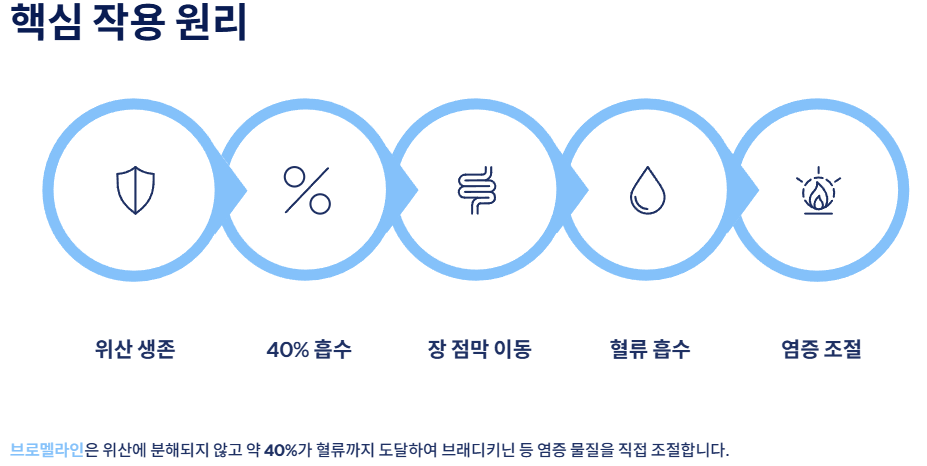브로멜라인 효능