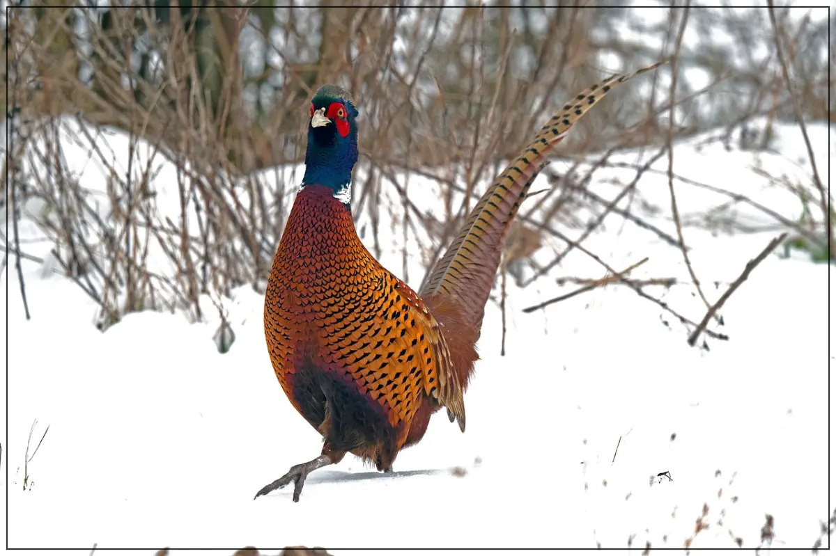 겨울-꿩-발-꽁꽁