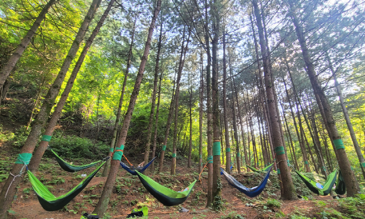 국립산림치유원