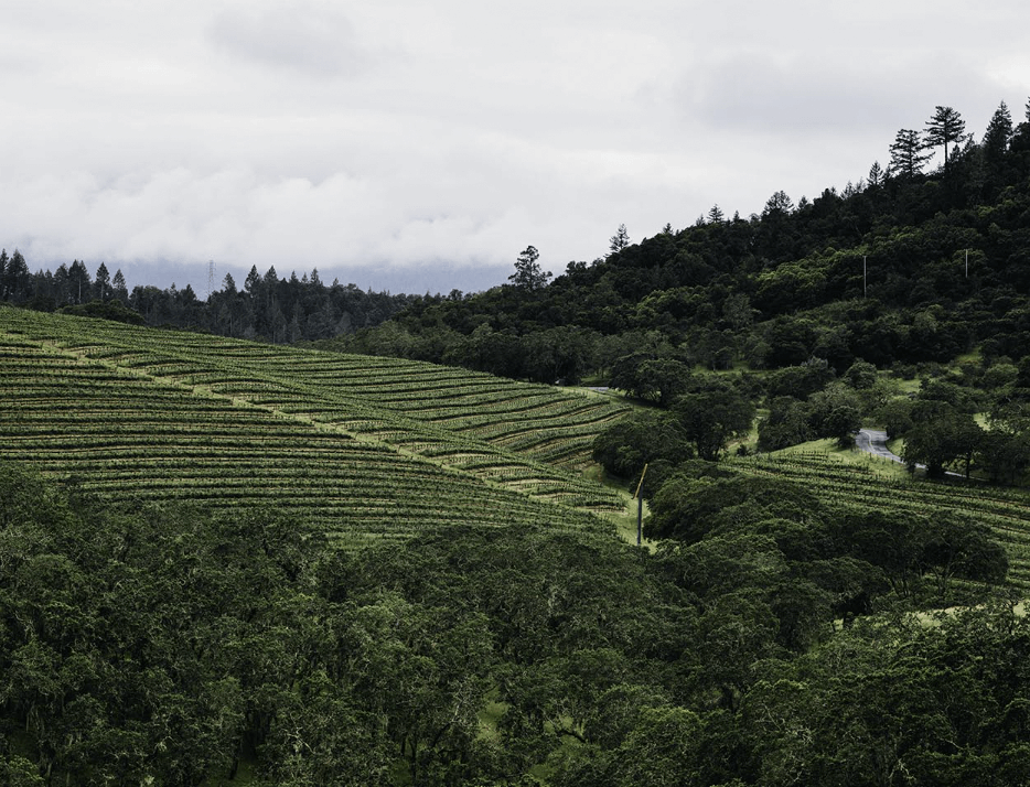 조셉 펠프스 빈야드