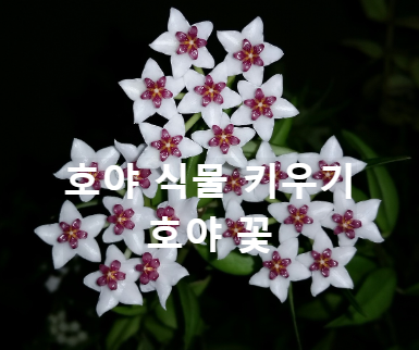 Hoya키우기 .호야꽃