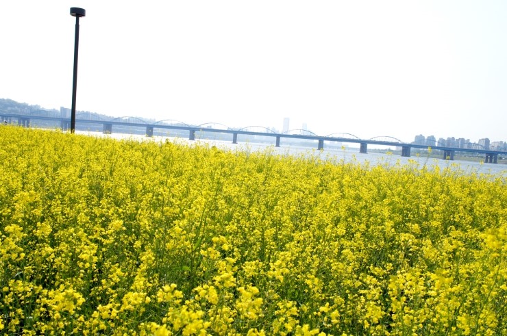 서래섬 유채꽃 축제