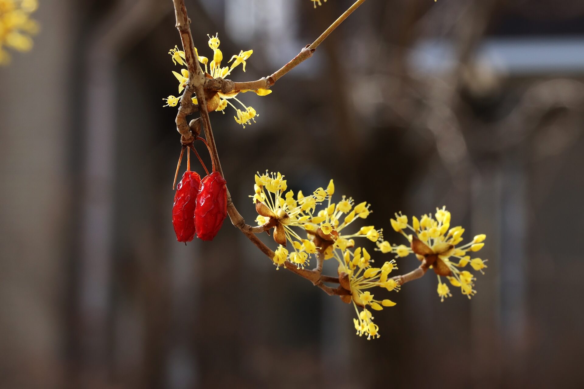 구례 산수유꽃 축제