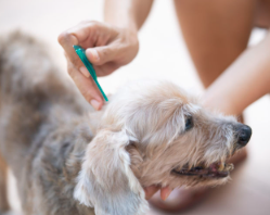 개의 알레르기 예방