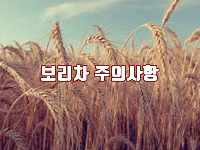 보리차 복용 시 주의사항