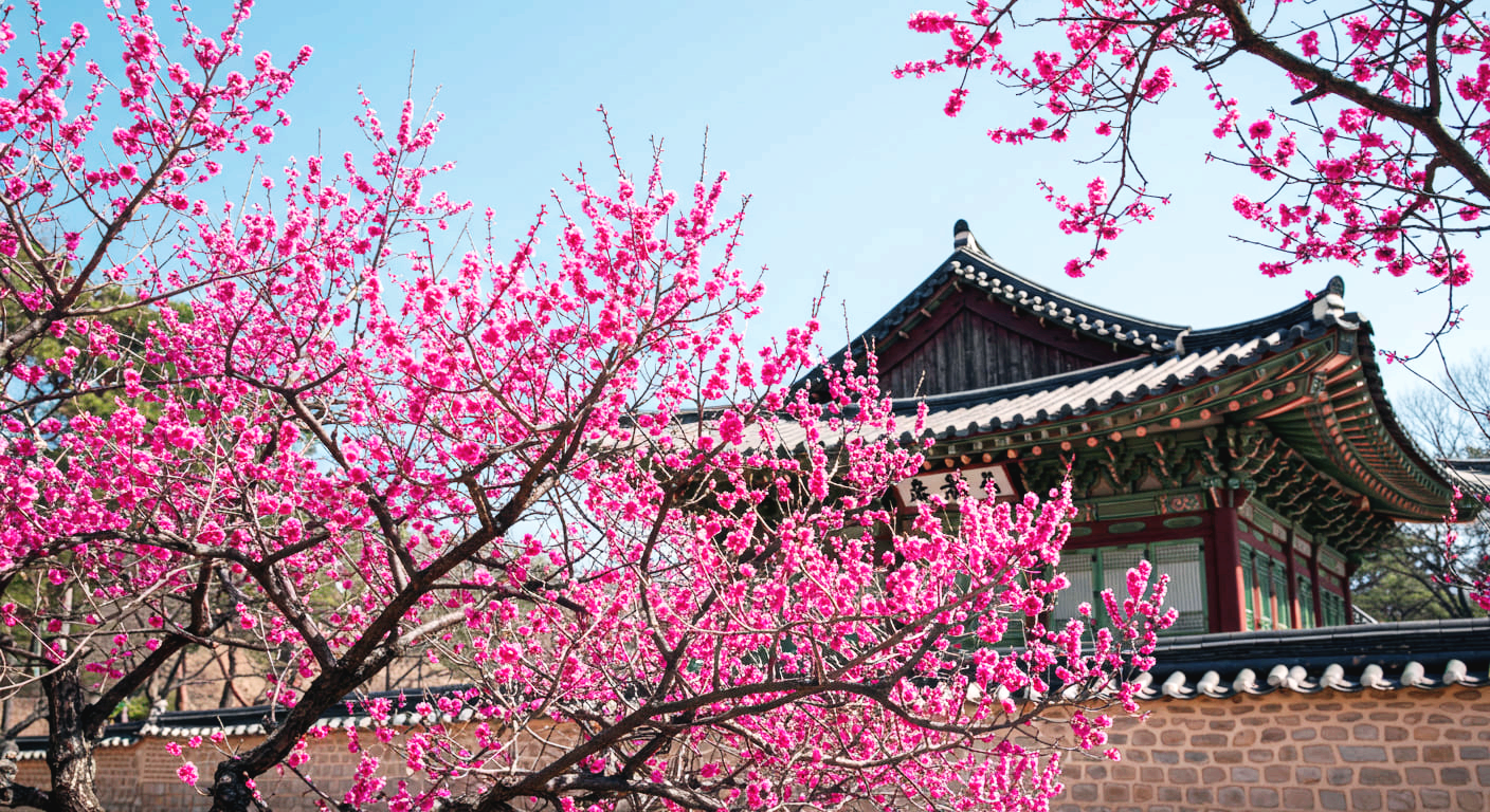 홍매화 1