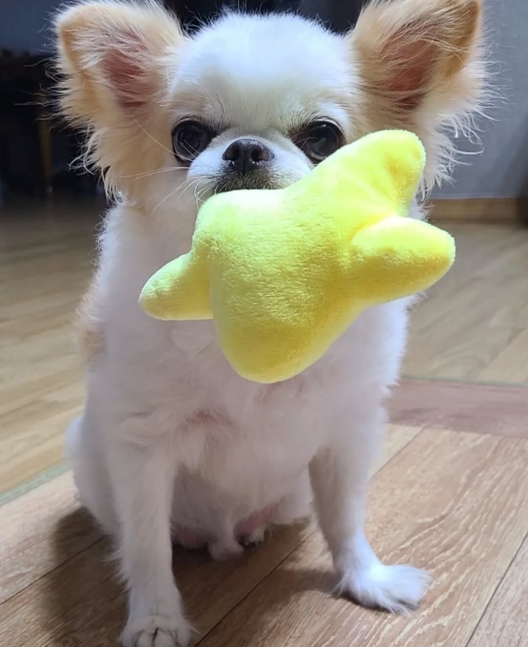 장모치와와 사진