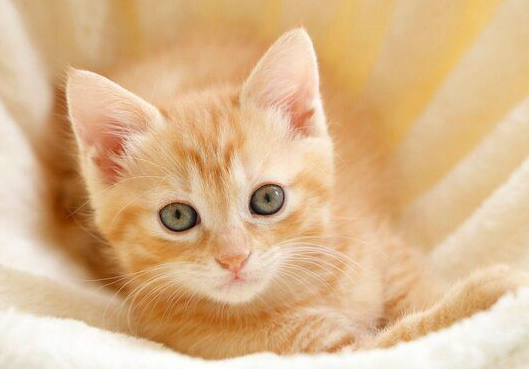 오래 사는 고양이가 되기 위해서. 주인이 염두에 해야 할 다섯 가지 사항