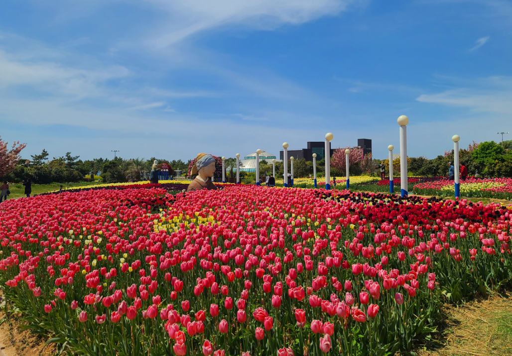 태안 세계 튤립 꽃 박람회