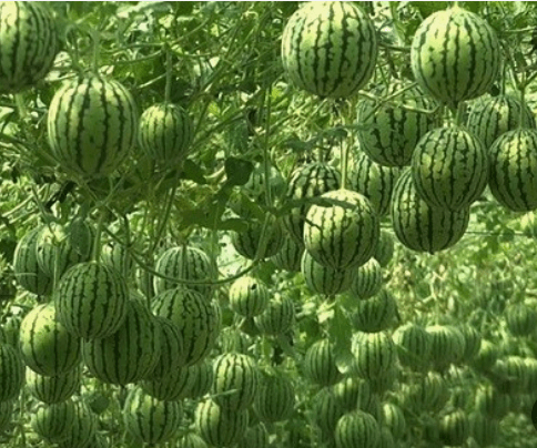 애플수박 모종 심는 시기 수확시기 및 재배법 알아보기